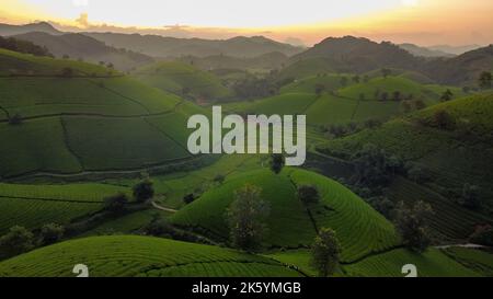 Schöne Teehügel, Bauern sammeln Tee landwirtschaftlichen Feldern in Long Coc, Tan Son, Phu Tho, Vietnam Stockfoto