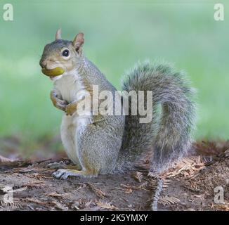 Eastern Grey Squirrel mit Acorn in Nordkalifornien. Stockfoto