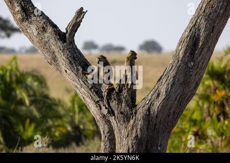 Zwei junge Affen auf einem getrockneten Baum in Tansania Safari Wildlife, Afrika Stockfoto