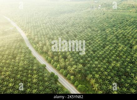 Luftaufnahme der Palmölplantage in Asien. Landwirtschaft Stockfoto