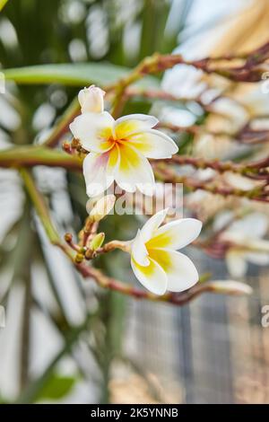 Blühende Pflanze Sacuanjoche oder Plumeria rubra Schönheit der tropischen Flora, exotische Pflanzen Stockfoto
