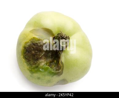 Verdorbene oder schlechte Kartoffel isoliert auf weißem Hintergrund, Anzeichen von Verderb in Tomaten, Nahaufnahme von Käfer ungesunde Gemüse gegessen Stockfoto