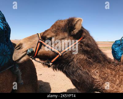 Nahaufnahme eines baktrischen Kamels (Camelus bactrianus) in einer Wüste, die auf Stoff kaut Stockfoto