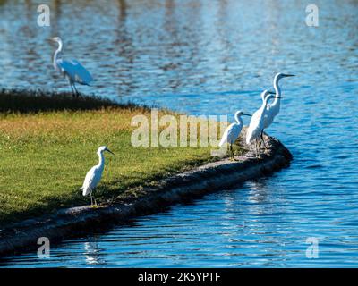 Viele verschiedene Vogelarten wie Blaureiher, Kormorane mit Doppelmaugen, Reiher und Rinderreiher versammeln sich an einem schönen Tag an einem Teich Stockfoto