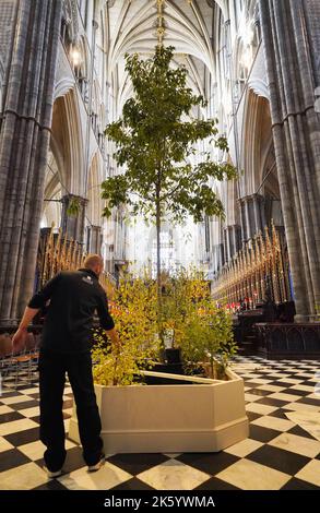 Die Westminster Abbey ist mit Bäumen gekleidet, bevor sie an einen Covid-19-Gedenkdienst „Trees for Life“ erinnert, der all jenen gedient hat, die während der Pandemie der Nation gedient haben, und an alle, die an den Folgen des Coronavirus in Großbritannien gestorben sind. Die Bäume werden während des Dienstes gesegnet, bevor sie auf einer neuen Lichtung im National Memorial Arboretum gepflanzt werden. Bilddatum: Montag, 10. Oktober 2022. Stockfoto