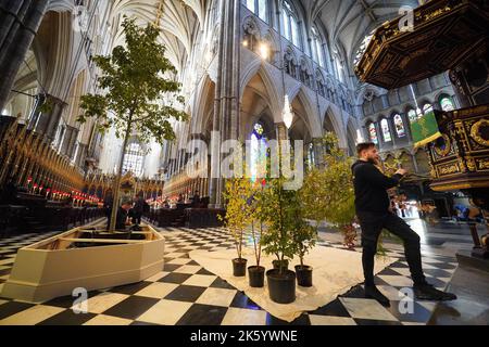 Die Westminster Abbey ist mit Bäumen gekleidet, bevor sie an einen Covid-19-Gedenkdienst „Trees for Life“ erinnert, der all jenen gedient hat, die während der Pandemie der Nation gedient haben, und an alle, die an den Folgen des Coronavirus in Großbritannien gestorben sind. Die Bäume werden während des Dienstes gesegnet, bevor sie auf einer neuen Lichtung im National Memorial Arboretum gepflanzt werden. Bilddatum: Montag, 10. Oktober 2022. Stockfoto