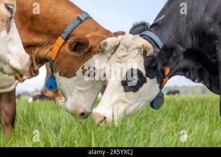 Zwei Kühe reiben sich mit viel Liebe und Verspielt, grasen Kuscheln oder kämpfen, groninger Blaarkop oder fleckvieh zusammen auf einer Weide, schwarz-rot und weiß Stockfoto