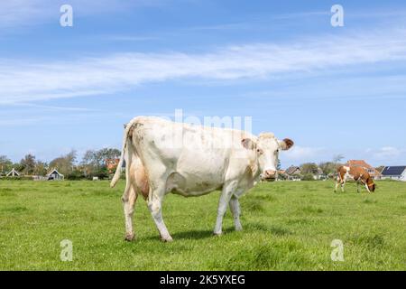 Milchkuh, weißblond, im Feld stehend, ganz lang auf die Kamera schauend, Seitenansicht, entfernter Horizont, unter einem blauen Himmel Stockfoto