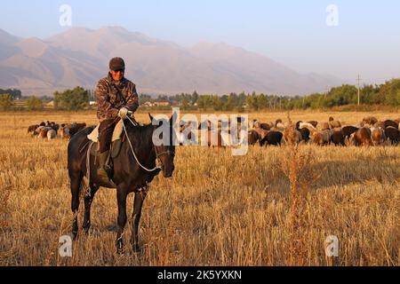 Viehzucht, Kalmak Ashuu, Chong Kemin Valley, Tien Shan Mountains, Chui Region, Kirgisistan, Zentralasien Stockfoto