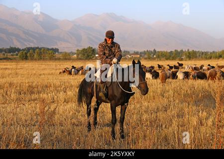 Viehzucht, Kalmak Ashuu, Chong Kemin Valley, Tien Shan Mountains, Chui Region, Kirgisistan, Zentralasien Stockfoto