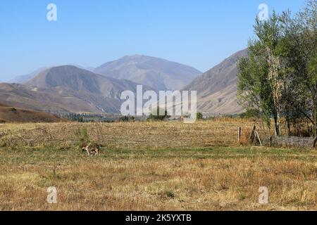 Zu Fuß in der Nähe von Kalmak Ashuu, Chong Kemin Valley, Tien Shan Mountains, Chui Region, Kirgisistan, Zentralasien Stockfoto