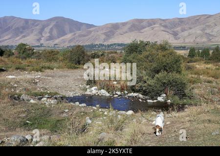 Zu Fuß in der Nähe von Kalmak Ashuu, Chong Kemin Valley, Tien Shan Mountains, Chui Region, Kirgisistan, Zentralasien Stockfoto