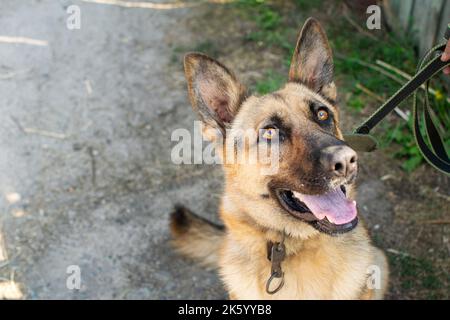 Junger Schäferhund sitzt und dem Besitzer treu in die Augen schaut. Hund mit hervorstehender Zunge. Stockfoto