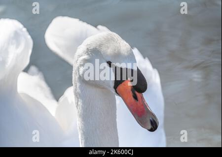 Portrait oder eleganter Schwan aus nächster Nähe. Nahaufnahme eines Vogelkopfes. Schwan Close Up, Schwanenportrait, Cygnus mit orangefarbenem Schnabel Stockfoto