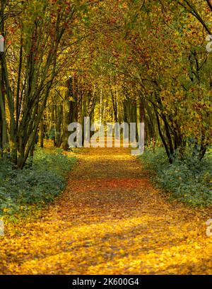 Leere Gasse mit Laub bedeckt im Herbstpark. Pfad im Herbstwald. Bunte Bäume und Fußwege im Herbst Landschaft in tiefen Wald. Stockfoto