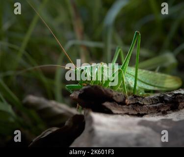 Ein Grashüpfer sitzt auf einem Stück Holz, umgeben von Gras. Stockfoto