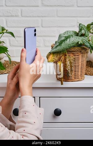 Eine Gärtnerin schaut in das Telefon, wie man für eine verdorrte Pflanze in einem Topf zu kümmern. Weibliche Hände mit Mobiltelefon. Scindapsus pictus trebie oder Silber vi Stockfoto
