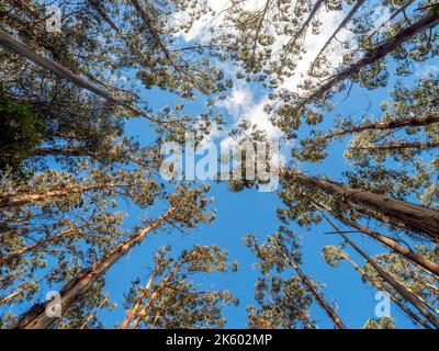 Eukalyptusbäume ragen in den Himmel Stockfoto