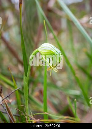 Common Bird Orchid, Victoria, Australien Stockfoto