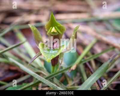 Common Bird Orchid, Victoria, Australien Stockfoto