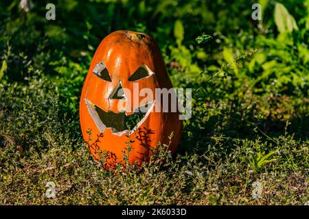 Ein toller und großer Kürbis für Halloween und Heiligenabend in der Nacht vor Allerheiligen in Deutschland Stockfoto