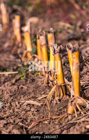 Isolierte Schnitthalme von Mais nach der Ernte im Herbst in Hessen, Deutschland Stockfoto