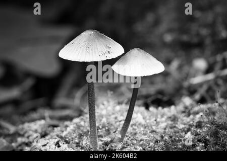 Zwei filigrane kleine Pilze in schwarz-weiß fotografiert, auf Moos mit Lichtfleck im Wald. Waldboden. Makroaufnahme aus der Natur Stockfoto