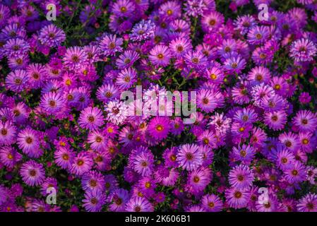 Aster amellus, Sonnenaufgang Licht Europäische Michaelmas Gänseblümchen Lila Blumen Herbst Symphyotrichum novi-belgii als Grenze New York Aster Stockfoto