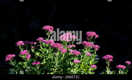 sedum telephium Purple hylotephium Xenox orpin, lebhaft, Froschmagen, live-forever, Orphan John, Rosafarbene Blüten von Steinklopfen, Nahaufnahme b Stockfoto