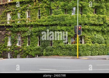 Gebäude mit Efeu bedeckt Stockfoto
