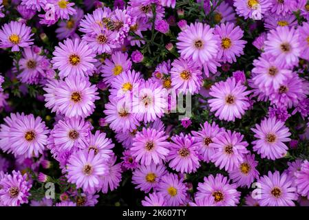 Aster amellus, Sonnenaufgang Licht Europäische Michaelmas Gänseblümchen Lila Blumen Herbst Symphyotrichum novi-belgii als Grenze New York Aster Stockfoto