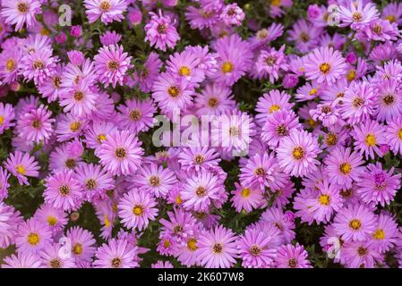 Aster amellus, Sonnenaufgang Licht Europäische Michaelmas Gänseblümchen Lila Blumen Herbst Symphyotrichum novi-belgii als Grenze New York Aster Stockfoto