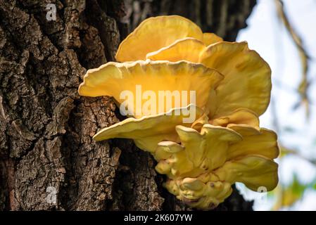 Laetíporus sulphúreus Huhn aus dem Holz der schwefelgelbe Zunder Pilz Baumpilz Stockfoto