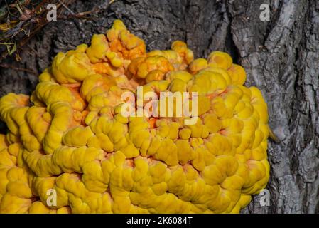 Laetíporus sulphúreus Huhn aus dem Holz der schwefelgelbe Zunder Pilz Baumpilz Stockfoto