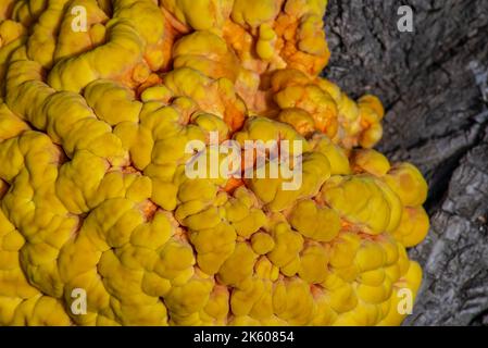 Laetíporus sulphúreus Huhn aus dem Holz der schwefelgelbe Zunder Pilz Baumpilz Stockfoto