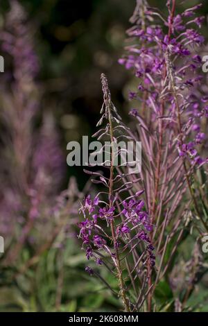 Rosebay Weidenröschen oder Epilobium angustifolium, lila Wildblume Stockfoto