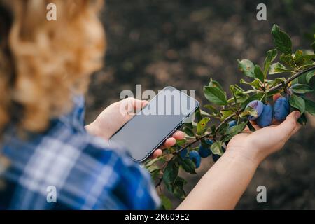 Nahaufnahme Porträt von Frauen Hände arbeiten auf digitalen Tablet inspizieren organischen Pflaumen Obst in Obstgarten. Naturlandwirtschaft. Garten für geschäftliche Landwirtschaft Stockfoto