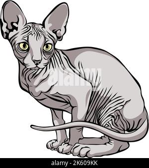Bild einer Katze, Sphynx-Katze, Porträt, Illustration, Set, Farbe, schwarz, isoliert, einfach, Symbol, Kunst, Symbol, Grafik, Zeichnung Stock Vektor