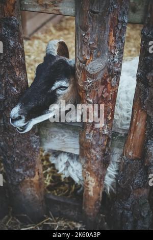 Tierfarm lustige Schafe Haushalt Stall neugierig Stockfoto