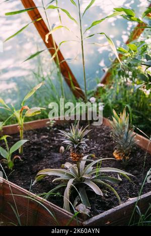 Startseite Garten Ananas Anbau Gewächshaus Laub Stockfoto