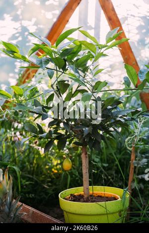 Obstbau Gewächshaus natürlich Stockfoto