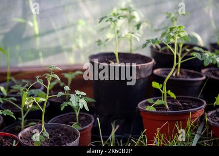 Tomatenanbau Gewächshaus Botanik natürlich Stockfoto