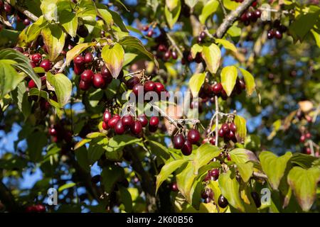 Nahaufnahme von roten und reifen Kornelkirschen, auch Cornus Mas genannt Stockfoto