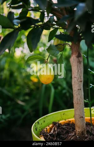 Obstbau inländischen Garten natürlichen Bauernhof Stockfoto