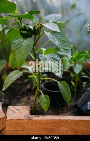 Gewächshaus Anbau Home Gartenarbeit natürlich Stockfoto