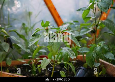 Gemüseanbau Treibhaus Gartenarbeit natürlich Stockfoto