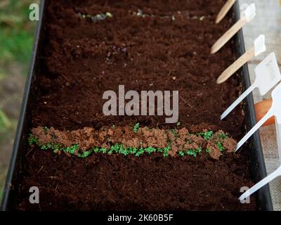 Grün verbreitet Keimling Anbau natürlichen Bauernhof Stockfoto