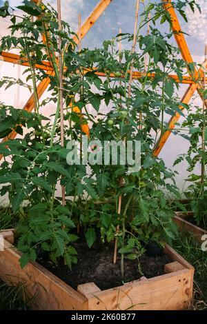 Tomaten Laub Gewächshaus Anbau Öko-Landwirtschaft Stockfoto