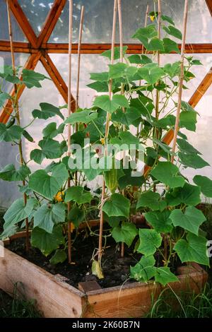 Gemüseanbau Treibhaus Gartenarbeit natürlich Stockfoto