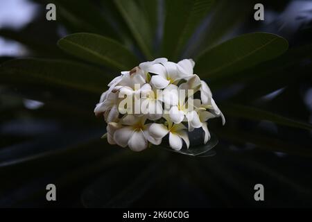 Eine Nahaufnahme von weißen Friedhofblumen aus Singapur (Plumeria obtusa) auf dunklem Hintergrund Stockfoto